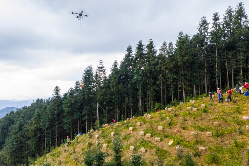 Guangxi : une riche récolte de gingembre à Mengshan